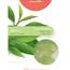 True Scents Wax Melts - Green Tea (6er Pack)